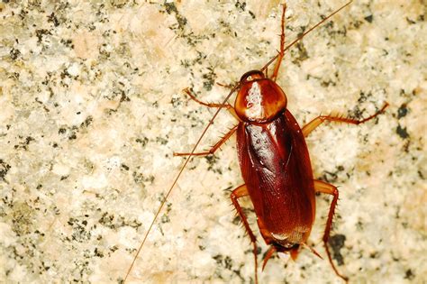 signs of a cockroach infestation in your home inspect all services