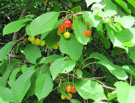 wild cherry tree  native american necessity eat  planet