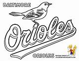 Orioles Sox Baltimore Library Clipart Finch sketch template