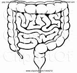 Intestines Intestine Small Drawing Clipart Human Sketch Template Coloring Illustration Clipartmag Vector sketch template