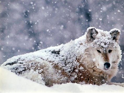 snow wolf wolves pinterest wolf wild life  animal