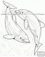 Dolphin Coloring Pages Dolphins Drawing Sea Two Realistic Fish Printable Draw Bottlenose Colouring Color Animals River Getdrawings Drawings Mammals Baiji sketch template