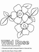 Coloring Rose Wild Pages Kidzone Alberta Ws Iowa Drawing Flag Line Clip Hard Flower Clipart Activities Canadian Flowers United Canada sketch template
