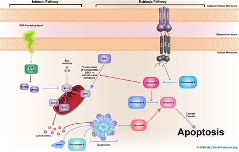 apoptosis  cancer genome