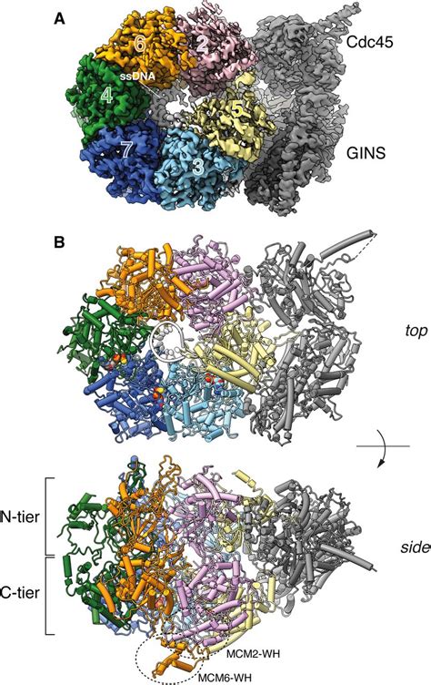 cryoem structures  human cmg atpgs dna  cmg   complexes