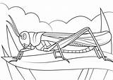 Locust Coloring Coloringbay Plague sketch template