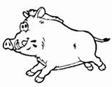 Coloring Boar Wild Boars Coloringcrew Pages sketch template