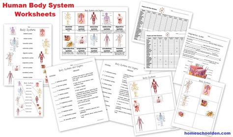 human body system worksheets  patched