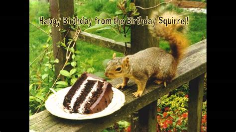 birthday squirrel wishes   happy birthday youtube