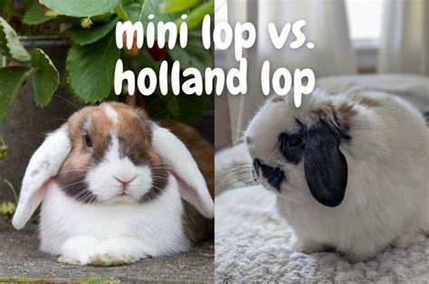 holland lops  mini lops good rabbits   time owners