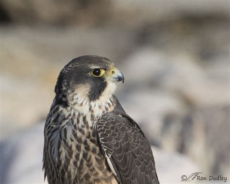 juvenile peregrine falcon      falcon nostril cone