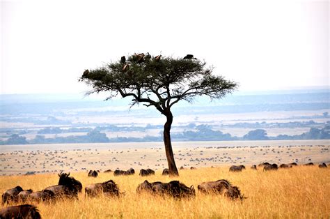 safari  maasai mara national park kenya  photo feature  hungry travelist