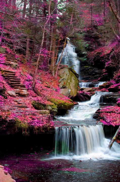 pink forest photoshopped  love  pink forest beautiful
