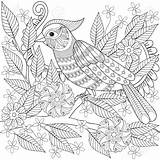 Zentangle Coloring Tropical Hoatzin Stylized Squirrel Branch Ad sketch template