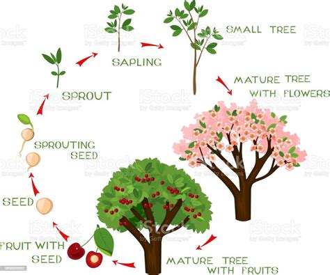 Life Cycle Of Cherry Tree With Captions Plant Growing From Seed To