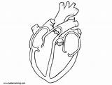 Heart Coloring Pages Diagram Anatomy Printable Kids Adults Color sketch template