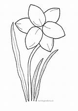 Daffodil Daffodils sketch template