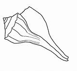 Seashell Whelk sketch template