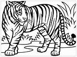 Tigers Coloring Pages Color Kids Printable Print Beautiful Children Animals sketch template