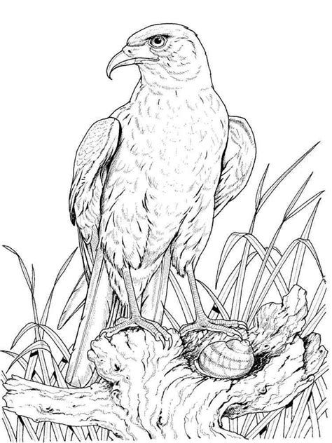 eagle coloring pages   print eagle coloring pages