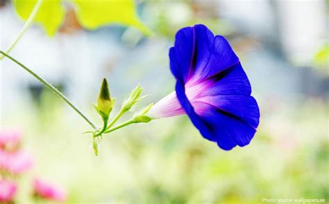 interesting facts  morning glory  fun facts