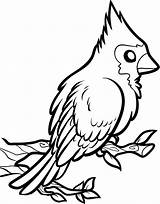 Cardinal Cardinals Printable Getdrawings Clipartmag Coloringsun Getcolorings Birds sketch template