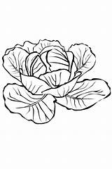 Coloring Pages Cabbage Vegetables Fruits Broccoli Orange sketch template