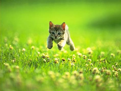 sun shines cute kitten images