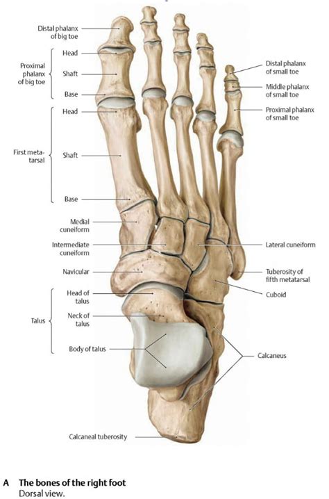 podiatric associates foot ankle center illustrations  pembroke pines