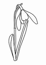 Flori Colorat Cu Desene Snowdrop Planse Ghiocei Primavara Bucaneve Ghiocel Fise Natura Desen Floare Copii Martie Gradinita Lucru Ghiocelul Ribbon sketch template