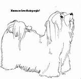 Havanese Designlooter Bichon Cuba Ancestor Brought sketch template