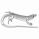 Lizard Whiptail sketch template