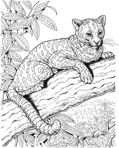 black  white drawing   leopard laying   tree branch
