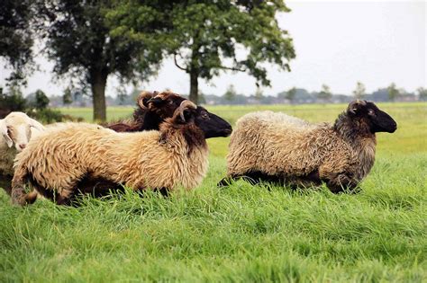 schapen leren drijven tijdens workshop hobbyblogonl