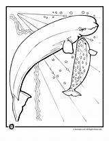 Beluga Coloring Whale Pages Whales Printable Baby Designlooter Popular sketch template