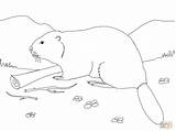 Beaver Coloring Pages Eurasian Printable Color sketch template