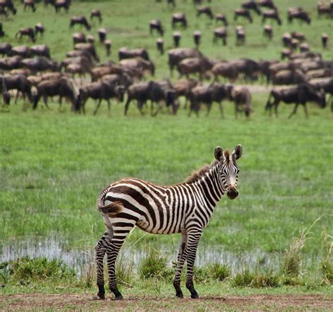 masai mara national reserve    discover africa safaris