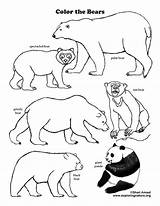 Mammals Spectacled Exploringnature sketch template