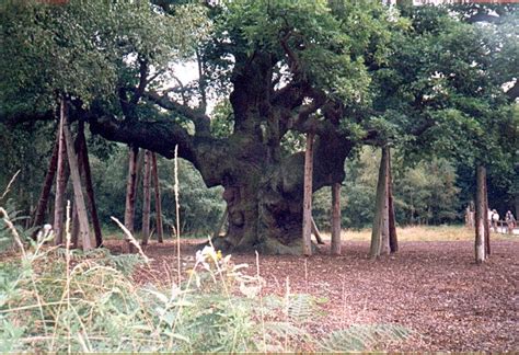 walt disneys story  robin hood  major oak