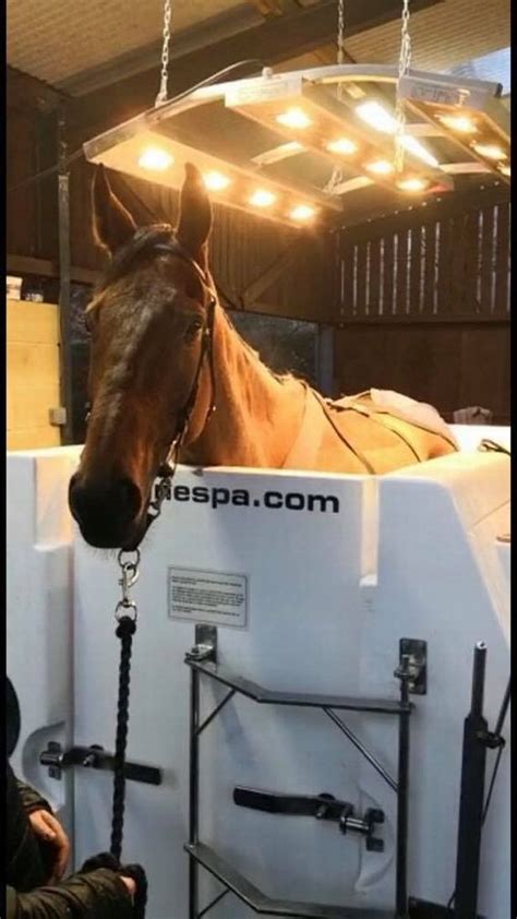 amazing horse spa training   perfection
