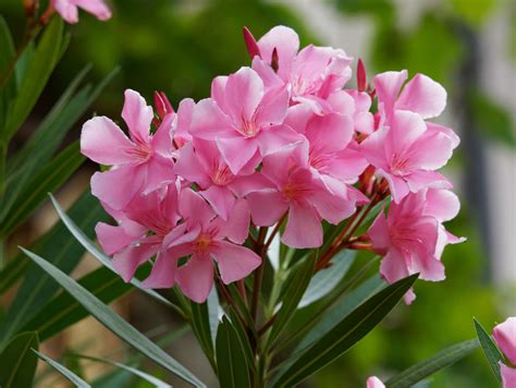 oleander kaufen  der gaertnerei maissen  vorarlberg