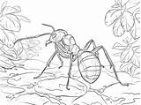 Ausmalbilder Ameisen Ant Formica Insekten Ausmalbild Rote Waldameise Ants Roja Hormiga Kleurplaten Formicaio Tropische Formiche Stampare Ispirazione Silhouettes Bosque Insect sketch template
