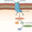 images  physiology molecular biology  pinterest adenylyl cyclase action
