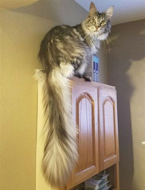 gorgeous fluffy cat tail pics pet radio magazine