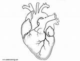 Heart Coloring Organ Human Internal Anatomy Pages Printable Kids Color Print sketch template