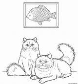 Coloring Cat Pages Adults Printable Colorpoint Persian Print Adult Kids Choose Board sketch template