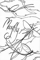 Mayfly Coloring Coloringbay sketch template