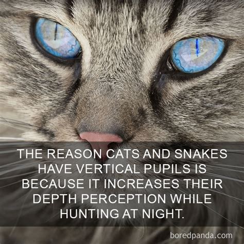 68 amazing cat facts that you probably didn t know bored panda