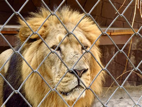 lion   fence world animal news
