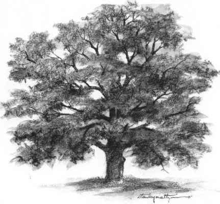 realistic oak tree drawings drawing nature joshua nava arts